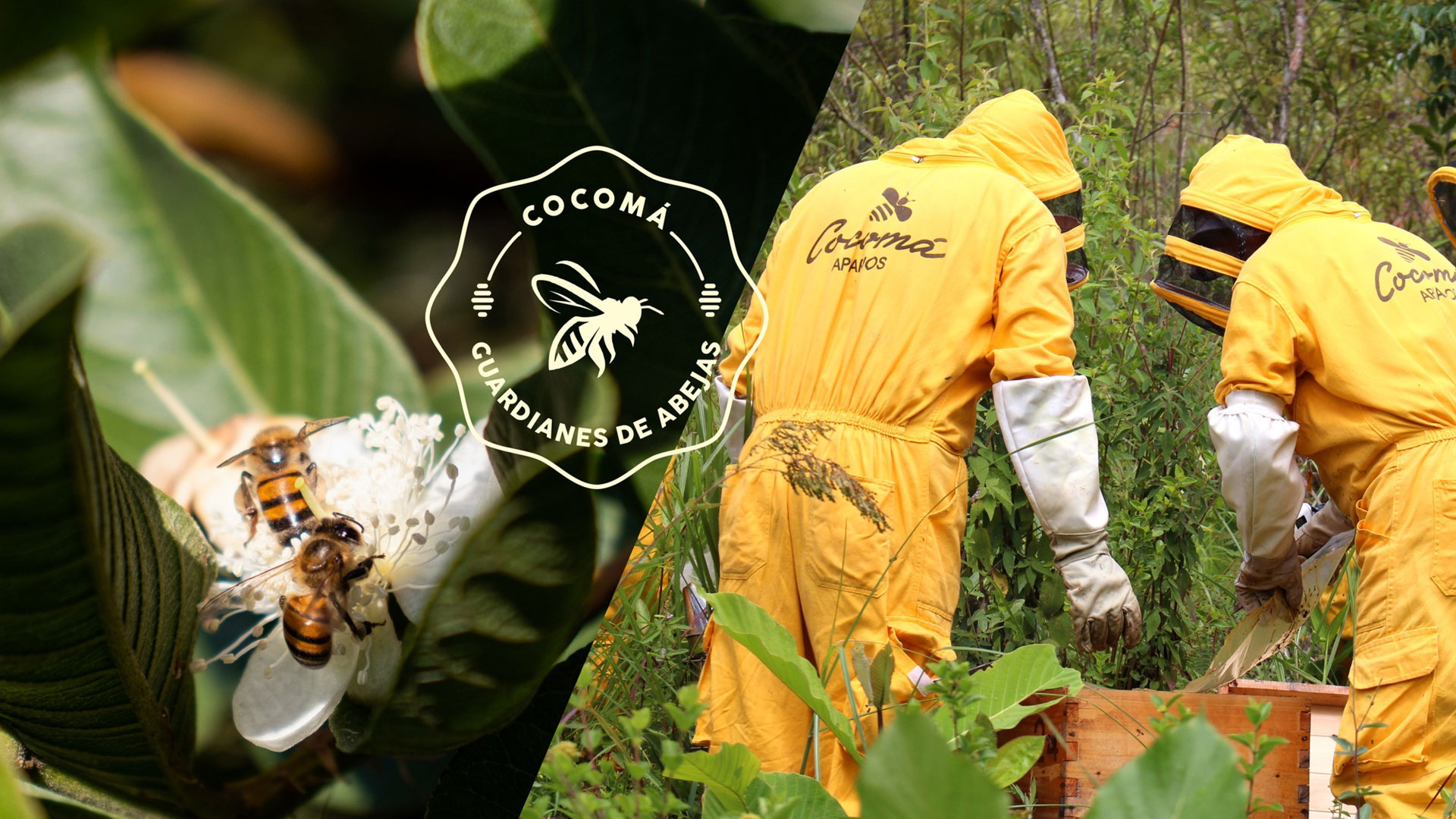 Project Cocomá